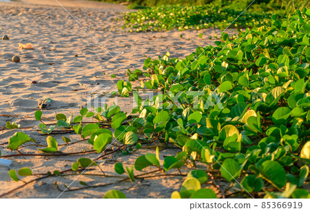 Ipomoea pes-caprae commonly known as bay hops is a creeping plant on the beach, acts as a sand stabilizer. it is a salt-tolerant plant. Galle beach evening low angle view. 85366919