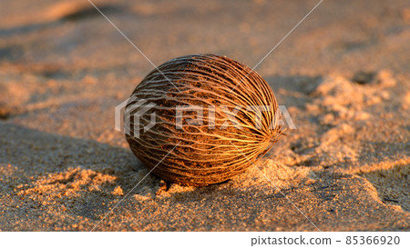 Cerbera Odollam, the pong-pong tree, commonly known as the suicide tree, dried fruit isolated on the sandy beach in Galle, Sri Lanka, Cerbera Odollam, the pong-pong tree, commonly known as the suicide tree, dried fruit isolated on the sandy beach in Galle, Sri Lanka, 85366920
