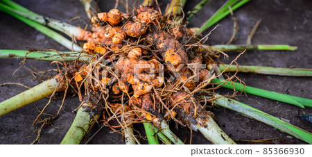 Turmeric roots (Curcuma longa), freshly harvested turmeric roots with the plants close up before cut out and cleaning up the dirt and soil. 85366930