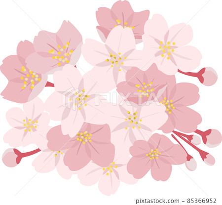 Cherry Blossom	 85366952