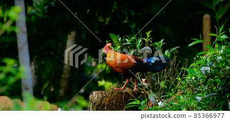 Sri Lankan jungle fowl photograph, Beautiful male jungle fowl stand on a tree log and watchful of the surroundings, Endemic and the national bird in Sri Lanka. Sri Lankan jungle fowl photograph, Beautiful male jungle fowl stand on a tree log and watchful of the surroundings, Endemic and the national bird in Sri Lanka. 85366977
