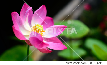 Beautiful Lotus flower (Nelumbo nucifera) in the pond closeup, blooms in the morning, growing towards the sun. Beautiful Lotus flower (Nelumbo nucifera) in the pond closeup, blooms in the morning, growing towards the sun. 85366990