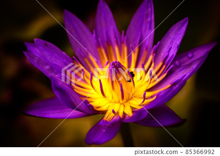 Purple water lily flower macro close-up shot, saturated colors, isolated waterlily flower. Purple water lily flower macro close-up shot, saturated colors, isolated waterlily flower. 85366992