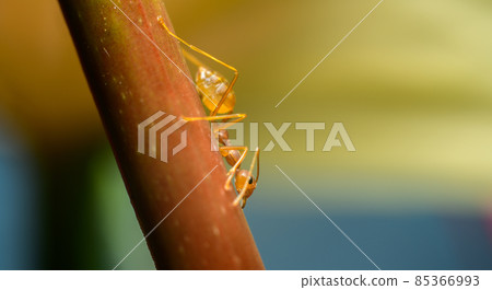 Weaver ant closeup macro shot, climbing down a flower stem. Soft bokeh background. 85366993
