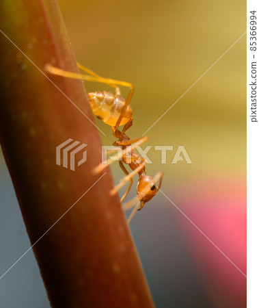 Weaver ant closeup macro shot, climbing down a flower stem. Bokeh background. 85366994