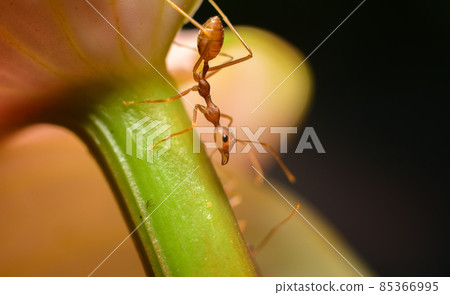 Weaver ant closeup macro shot, climbing down an anthurium flower stem. 85366995