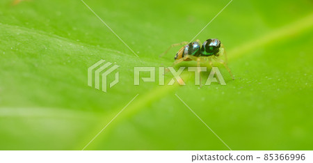 Phintella spider macro shot, cute and shining spider in a green leaf. Phintella spider macro shot, cute and shining spider in a green leaf. 85366996