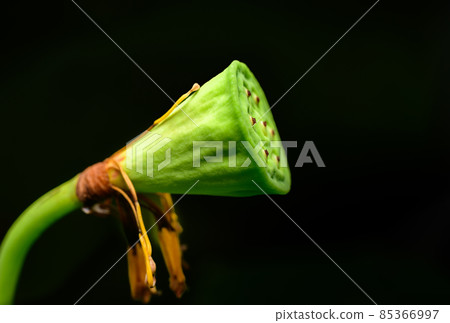 Lotus seed pod close-up macro photograph, seven Lotus nuts in the lotus pod, isolated against a black background side view. Lotus seeds are Rich in Protein, Vitamin B, and Dietary minerals. Lotus seed pod close-up macro photograph, seven Lotus nuts in the lotus pod, isolated against a black background side view. Lotus seeds are Rich in Protein, Vitamin B, and Dietary minerals. 85366997