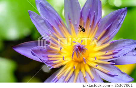 Beautiful water lily flower close-up macro shot, a busy bee collecting nectar in the morning. Dewdrops on the petals. Beautiful water lily flower close-up macro shot, a busy bee collecting nectar in the morning. Dewdrops on the petals. 85367001
