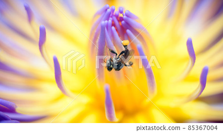 Water lily macro shot, Small bee collecting nectar from water lily flower stamens, busy bee close up in the morning glory. Water lily macro shot, Small bee collecting nectar from water lily flower stamens, busy bee close up in the morning glory. 85367004