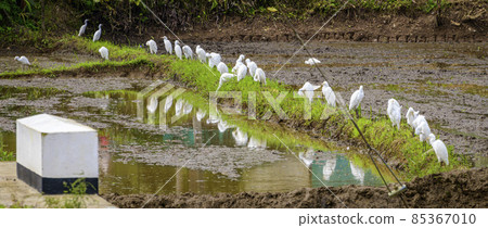 A flock of white egrets and the reflection on the paddy field in Galle, Sri Lanka. A flock of white egrets and the reflection on the paddy field in Galle, Sri Lanka. 85367010