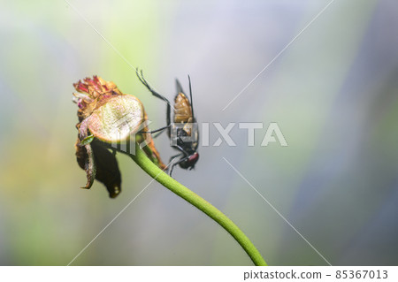Housefly hangs on to a stem of a dead flower head. soft bokeh background. Housefly hangs on to a stem of a dead flower head. soft bokeh background. 85367013