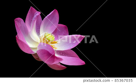Beautiful Pink Lotus flower in black background. Soft pink petals and seed pot glowing in the morning sunshine. Beautiful Pink Lotus flower in black background. Soft pink petals and seed pot glowing in the morning sunshine. 85367035