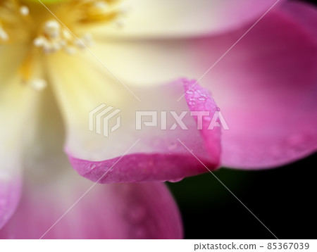 Pink Lotus petals and the dewdrops macro close-up photograph. Capturing the beauty and the magical colors in nature. Pink Lotus petals and the dewdrops macro close-up photograph. Capturing the beauty and the magical colors in nature. 85367039