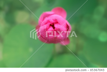 Pink Lotus flower in the pond, view from the above. Risen above the water surface to bloom in the morning. 85367043