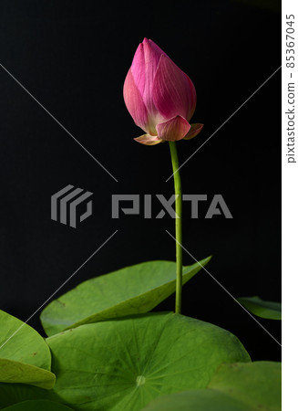 Close up of blooming pink Lotus flower bud and the Lotus leaves photograph against the black background. Close up of blooming pink Lotus flower bud and the Lotus leaves photograph against the black background. 85367045