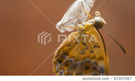 Common leopard butterfly emerging after completion of metamorphosis. A beautiful butterfly hangs onto the empty chrysalis case a close-up macro photograph. 85367067