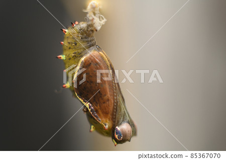 Pupa Stage in the life cycle of a butterfly, Spotted rustic is undergoing complete metamorphosis to emerge as a beautiful adult butterfly. Chrysalis close-up macro photograph. 85367070
