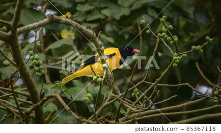 Black-hooded oriole perched on a banyan tree branch to eat delicious banyan fruits. Black-hooded oriole perched on a banyan tree branch to eat delicious banyan fruits. 85367118
