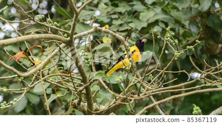 Black-hooded oriole perched on a banyan tree branch to eat delicious banyan fruits. 85367119