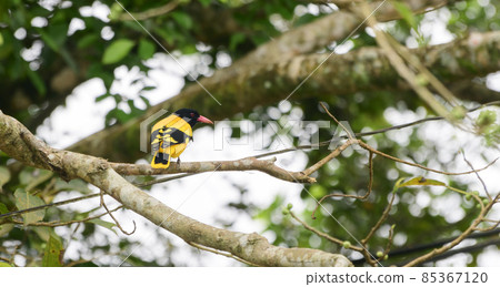 Black-hooded oriole perched on a banyan tree branch. 85367120