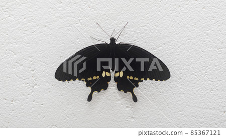 Beautiful Swallowtail butterfly closes up photography. Male common Mormon butterfly perched on a white wall and spread its majestic wings. 85367121