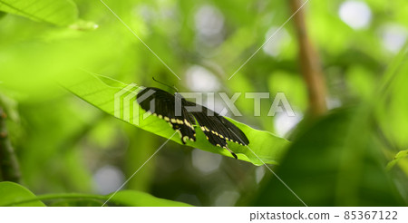 Beautiful Common mormon butterfly resting on mango leaf in the garden, Beautiful Common mormon butterfly resting on mango leaf in the garden, 85367122