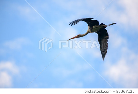 Painted stork (Mycteria Leucocephala) bird in-flight photograph. Large wader in the stork family. 85367123