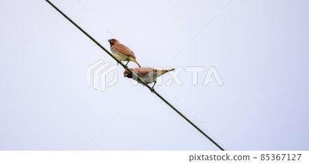 Scaly-breasted munia birds couple on the electric wire. Native bird in tropical Asia. Scaly-breasted munia birds couple on the electric wire. Native bird in tropical Asia. 85367127