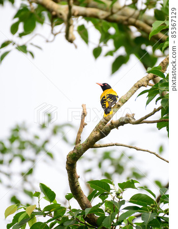 Black-hooded Oriole (Oriolus Xanthornus) perch on a banyan tree branch in Sri Lanka. Black-hooded Oriole (Oriolus Xanthornus) perch on a banyan tree branch in Sri Lanka. 85367129