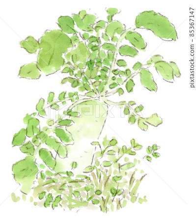 Watercolor illustration of radish in the field where you can feel the strong vitality Watercolor illustration of radish in the field where you can feel the strong vitality 85367147