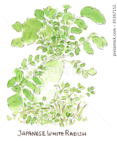 Watercolor illustration of radish in the field where you can feel the strong vitality 85367152