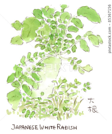 Watercolor illustration of radish in the field where you can feel the strong vitality Watercolor illustration of radish in the field where you can feel the strong vitality 85367156