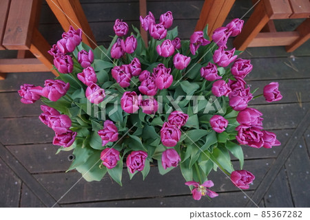 Ice tulip flowers 85367282