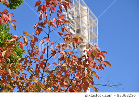 Autumn leaves of cherry blossoms and blue sky 2 Autumn leaves of cherry blossoms and blue sky 2 85368256