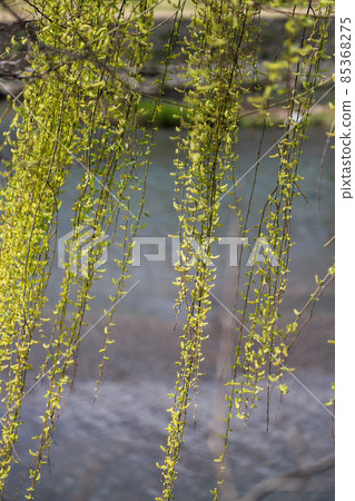 Willow flowers along the Kamo River Willow flowers along the Kamo River 85368275