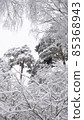 spruce pine tree in the snow 85368943