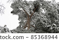 spruce pine tree in the snow 85368944