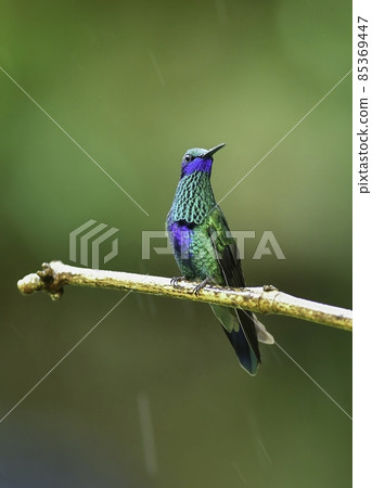 A beautiful little hummingbird with glittering green and blue feathers like sequins living in the Andean mountain forest 85369447