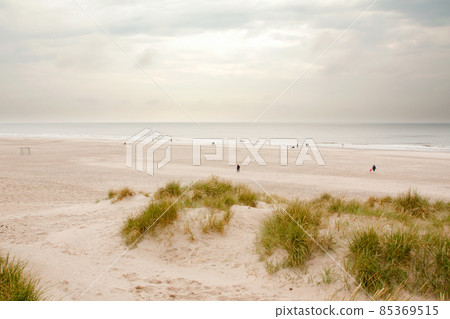 North Sea beach in Denmark. Dune grass. 85369515