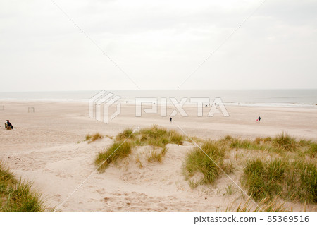 North Sea beach in Denmark. Dune grass. 85369516