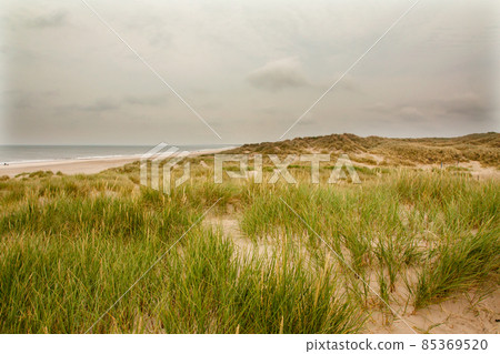 North Sea beach in Denmark. Dune grass. 85369520