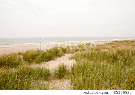 North Sea beach in Denmark. Dune grass. 85369523