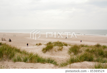 North Sea beach in Denmark. Dune grass. 85369524