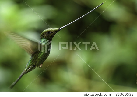 生活在南美洲安第斯山脈的山林中，長著長嘴如劍的美麗綠色蜂鳥。 85369552