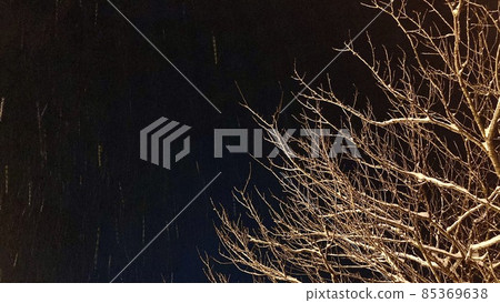 夜間暴風雪中枯樹枝上的雪景 夜間暴風雪中枯樹枝上的雪景 85369638
