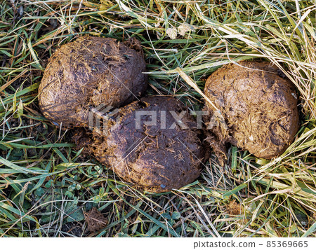 Three round grassy elephant poop lie on the grass lit by the sun 85369665