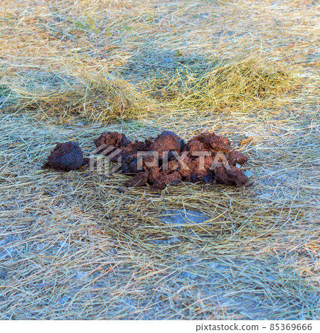 Large pile of elephant dung with many green flies sitting on dry hay Large pile of elephant dung with many green flies sitting on dry hay 85369666