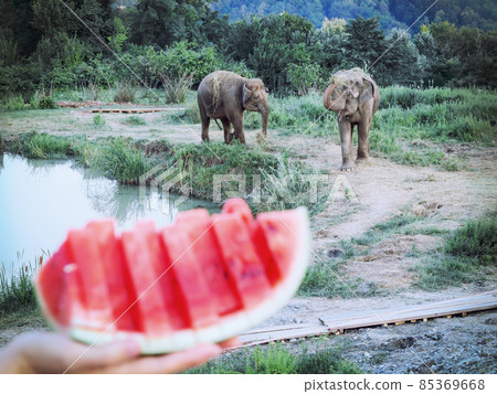 Two elephants walk by the water in a green safari park with a hand holding a sliced ripe watermelon in the foreground. Selective focus. Watermelon blurred Two elephants walk by the water in a green safari park with a hand holding a sliced ripe watermelon in the foreground. Selective focus. Watermelon blurred 85369668