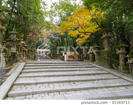 神社的方法和鹿 神社的方法和鹿 85369715